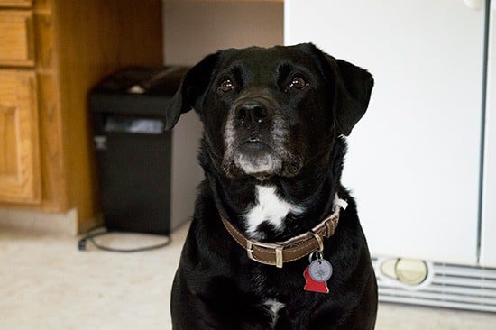 These Carrot Oat Applesauce Treats are quick and easy four-ingredient treats for dogs and horses. From BakingMischief.com