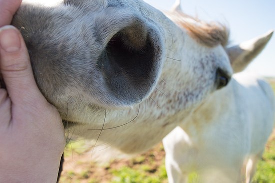 These Carrot Oat Applesauce Treats are quick and easy four-ingredient treats for dogs and horses. From BakingMischief.com