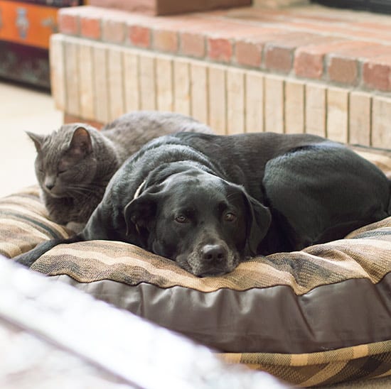 saturday-morning-snapshot-20160319ellaanddarcy