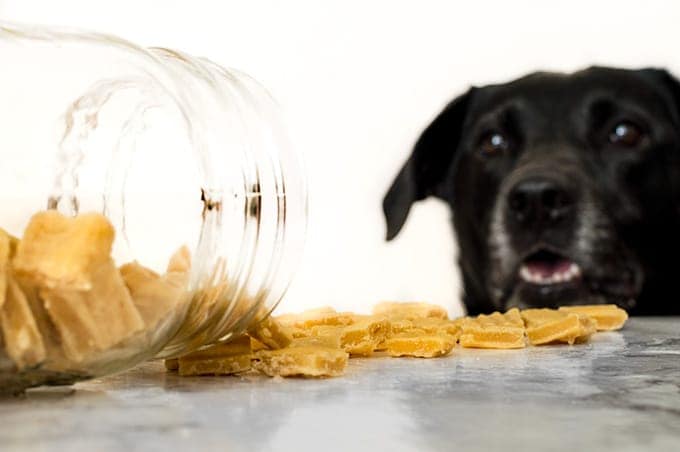 The perfect easy homemade high-value dog treats for training. Simple, inexpensive, and irresistible to dogs. Cats love them too! From BakingMischief.com | Homemade Dog Treats | Homemade Cat Treats |