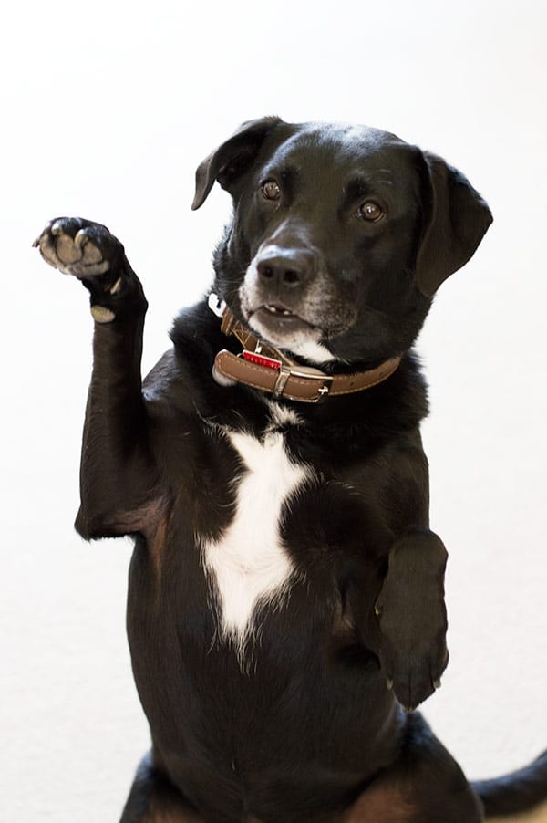 The perfect easy homemade high-value dog treats for training. Simple, inexpensive, and irresistible to dogs. Cats love them too! From BakingMischief.com | Homemade Dog Treats | Homemade Cat Treats |