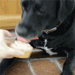 Gif of a black lab eating a cupcake dog popsicle.