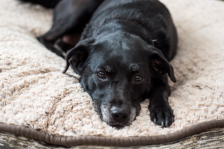 Photo of Ella, black lab on a dog bed.